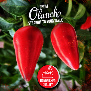 Jutiquile Sabor Olanchano Mild Hot Sauce | Aged Tabasco Pepper Sauce, Pantry Seasoning , 4.5 Fl Oz